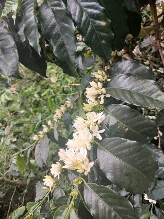 White coffee blossoms up close at El Rubiconcito, Betulia, Antioquia